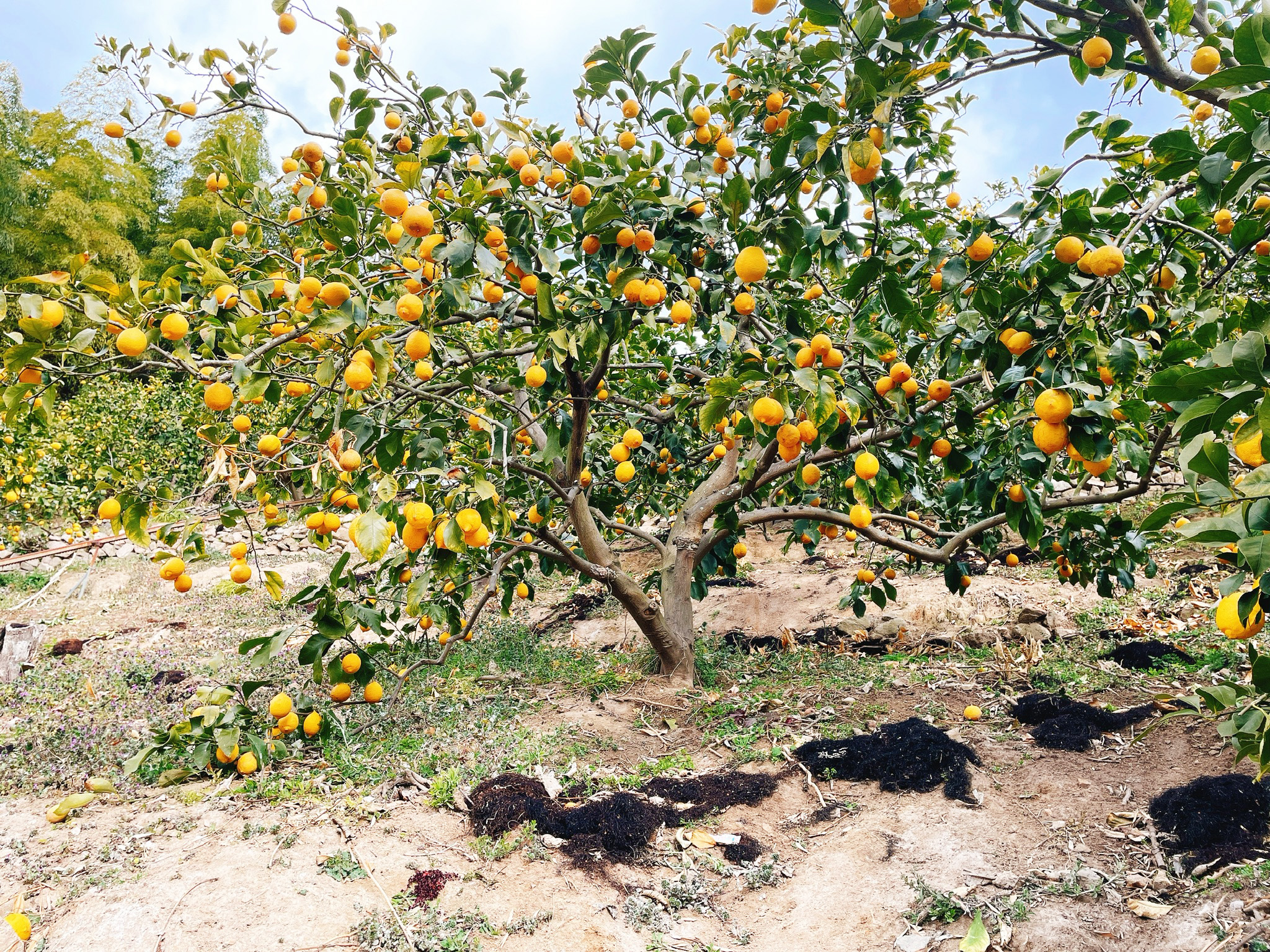 プレミアムリモンチェッロ SOLIMONE（ソリモーネ）_無人島レモン